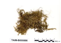 藏品(扁灰苔屬)的圖片